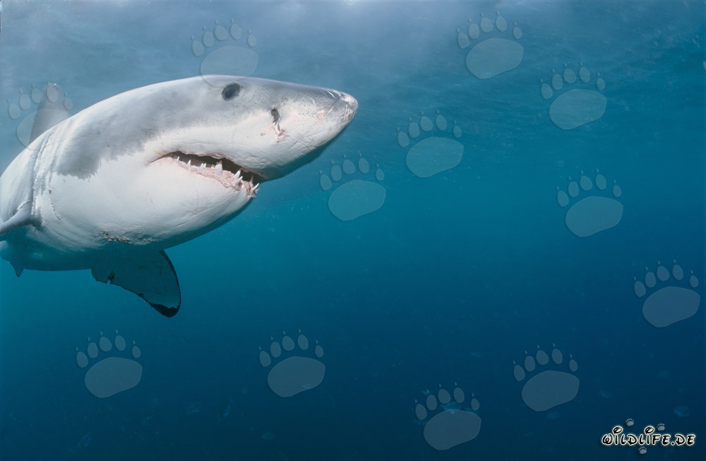 Majestätisches Porträt eines Weißen Hais