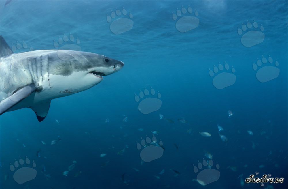 Great White Shark and School of Fish off the Coast of South Africa
