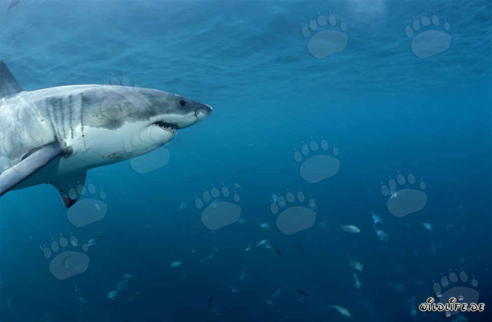 Grand requin blanc et banc de poissons au large des côtes sud-africaines