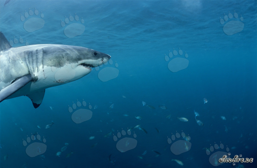 Gran tiburón blanco y banco de peces frente a la costa de Sudáfrica