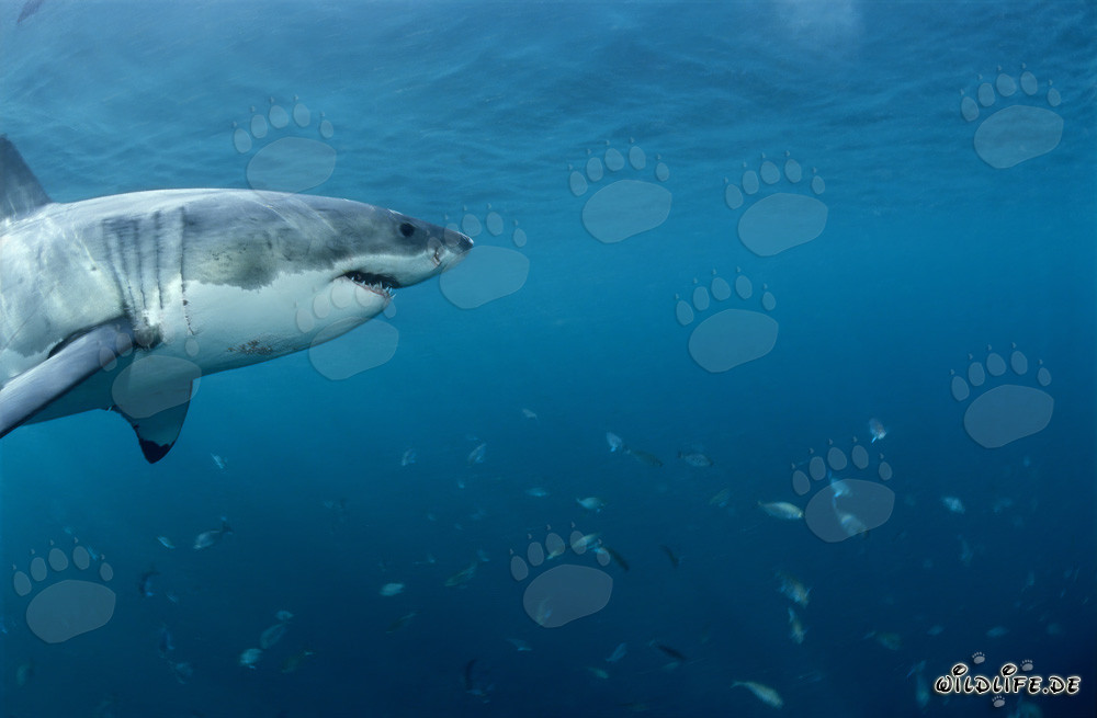 Großer Weißer Hai und Fischschwarm vor der Küste Südafrikas