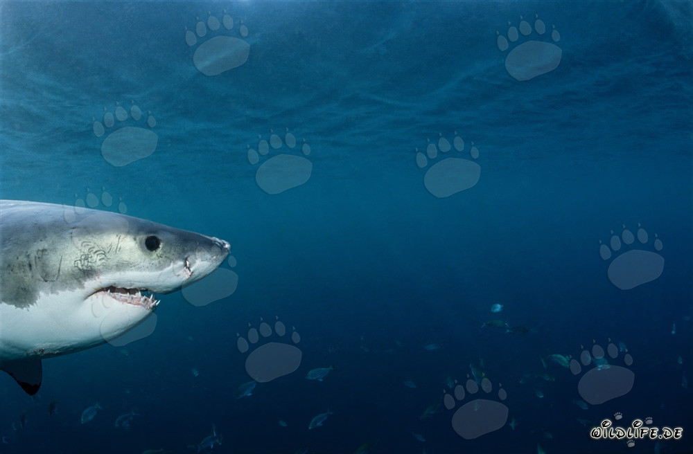 Baby Great White Shark