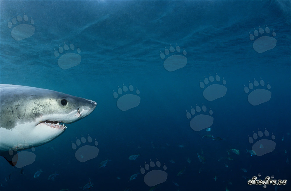 Portrait de tête de bébé requin blanc