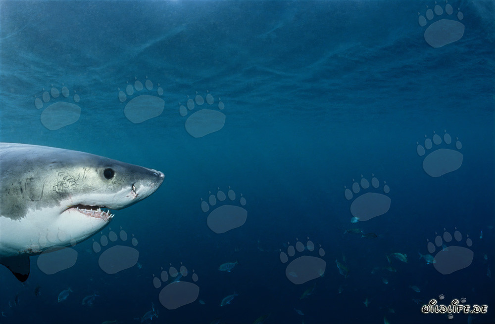 Retrato de cabeza de bebé tiburón blanco