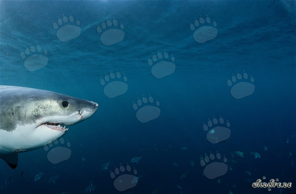 Ritratto della testa di squalo bianco neonato