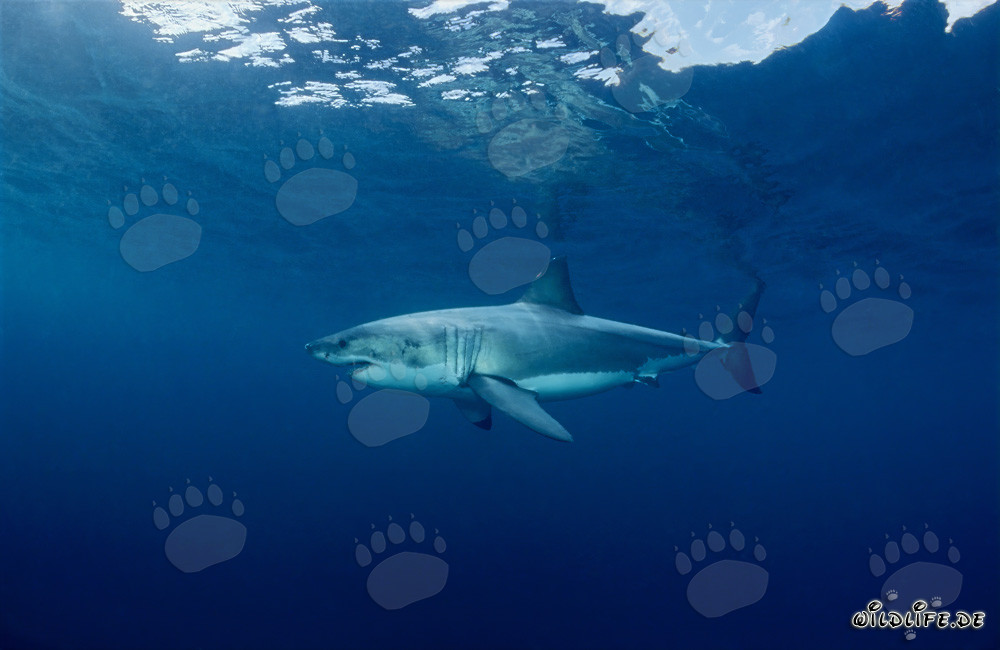 Fascinación del Gran Tiburón Blanco