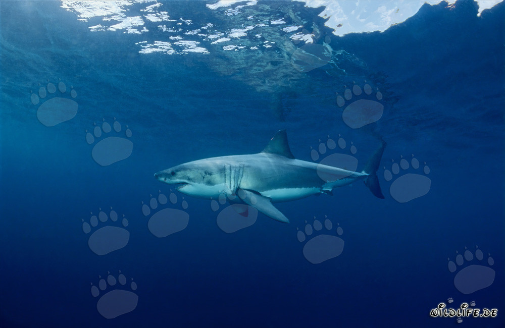 Fascination du grand requin blanc