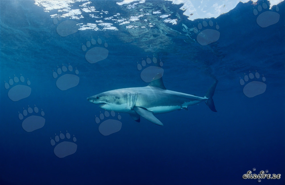Fascination Great White Shark