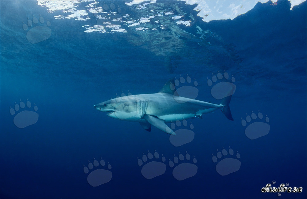 Fascino dello Squalo Bianco