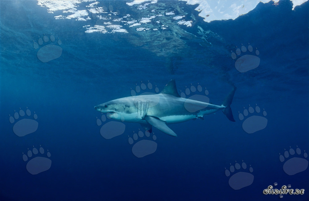 Faszination Weißer Hai
