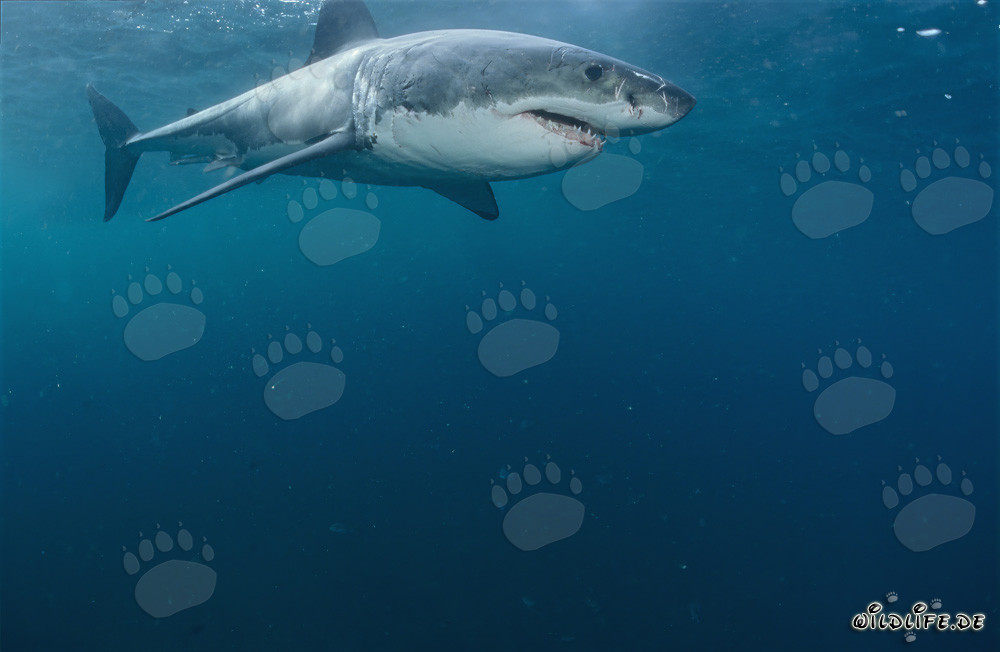 Grand requin blanc fascinant au large de la côte sud-africaine