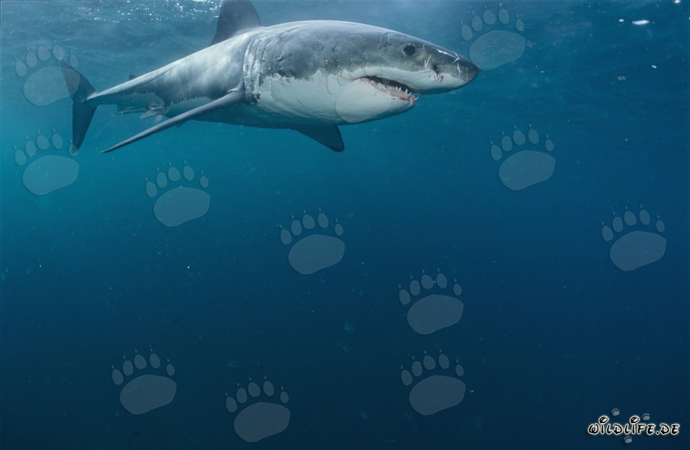Fascinante Gran Tiburón Blanco frente a la costa de Sudáfrica