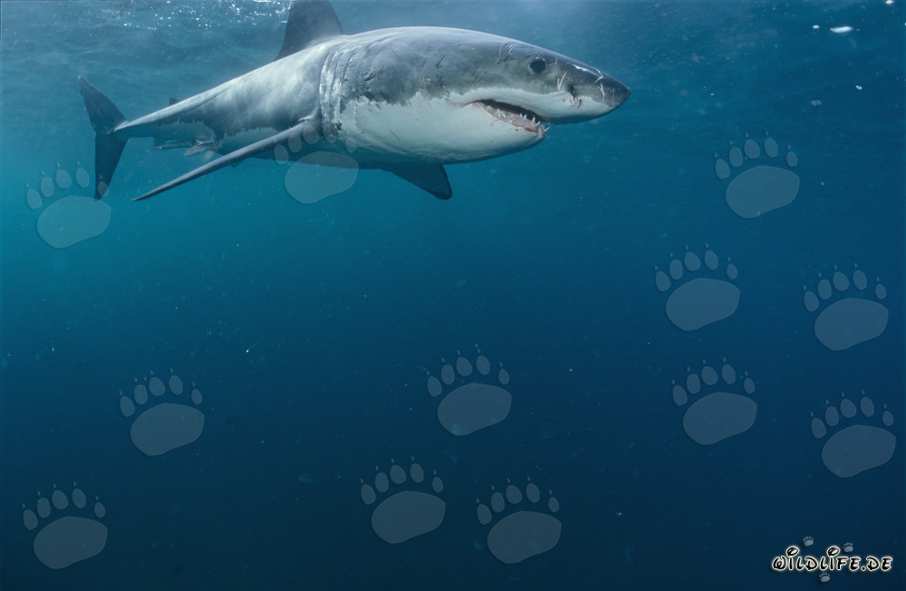 Fascinating Great White Shark off the coast of South Africa