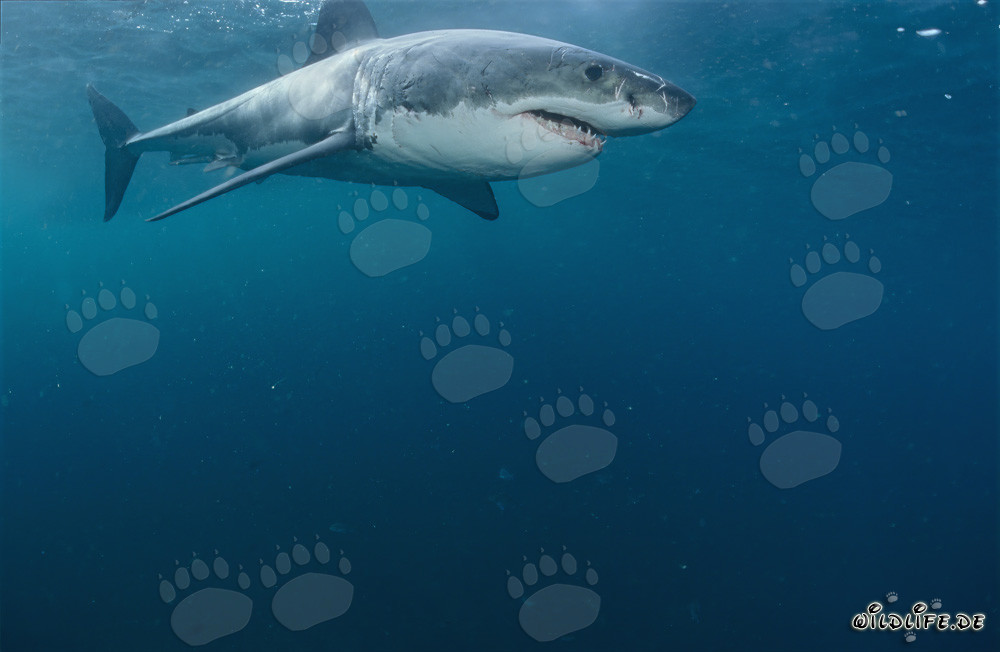 Affascinante Squalo Bianco al largo della costa sudafricana