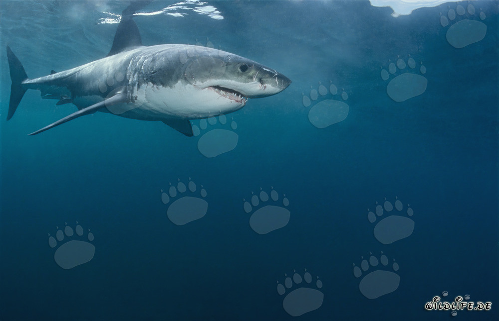 Le Grand Requin Blanc - Menace des Mers