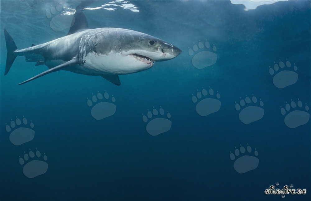 The Great White Shark - Threat of the Oceans