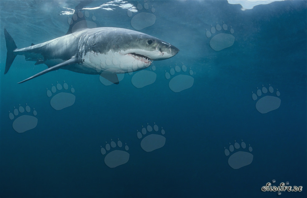 Der Weiße Hai - Bedrohung der Meere