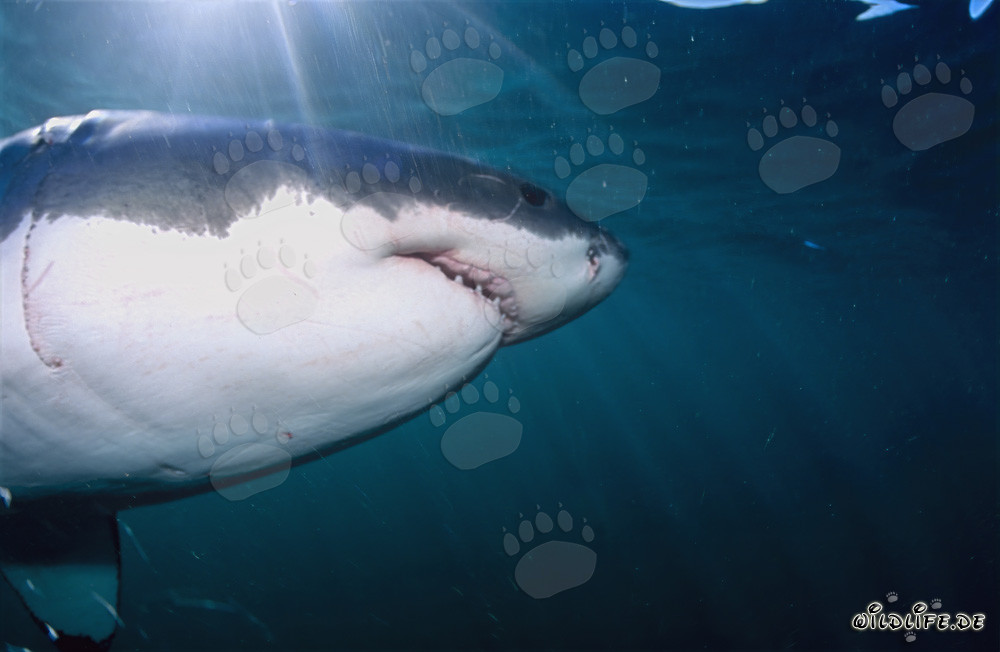 Fascination du grand requin blanc : super prédateur des mers