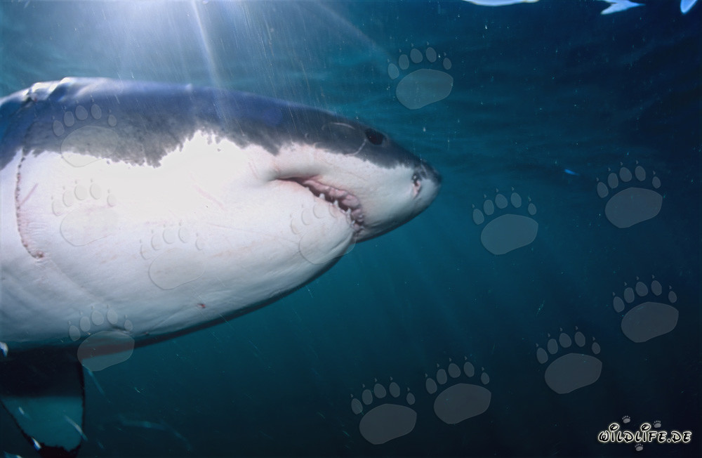 Fascination of the Great White Shark: Super Predator of the Seas