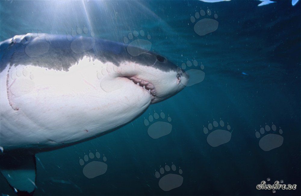 Fascino dello squalo bianco: super predatore dei mari