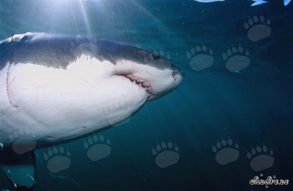 Fascinación del tiburón blanco: super depredador de los mares