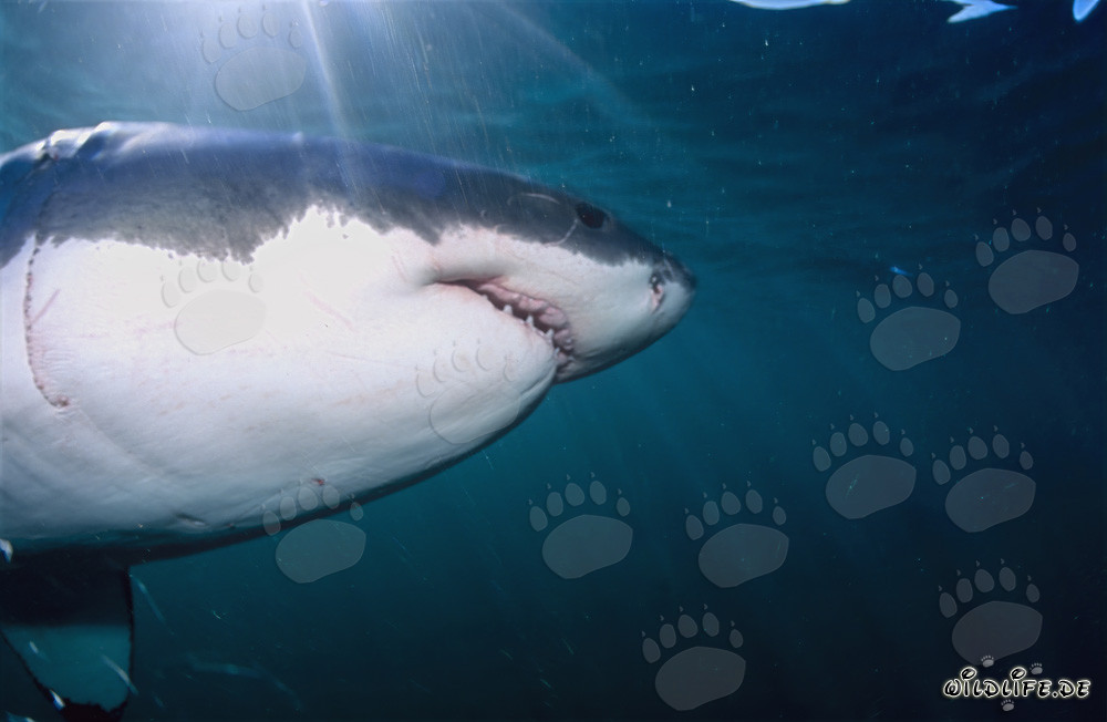 Faszination des Weißen Hais: Super-Räuber der Meere