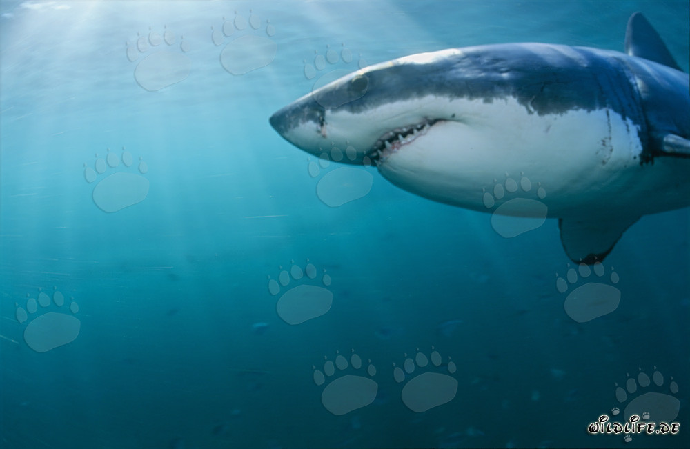 Gros plan d'un majestueux grand requin blanc devant l'île Dyer