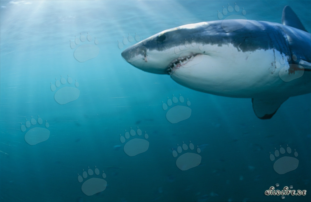 Close-up of a majestic Great White Shark near Dyer Island