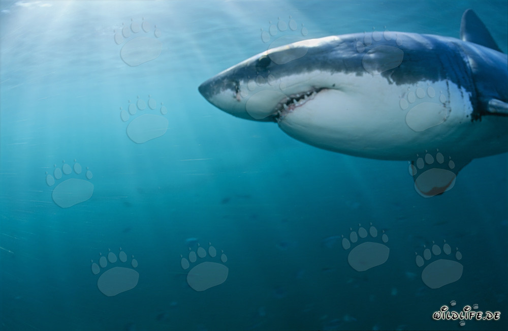 Primer plano de un majestuoso tiburón blanco frente a la isla Dyer