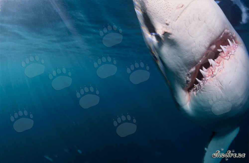 Grand requin blanc émerge des eaux sombres