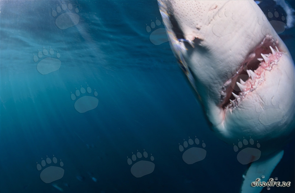 Impressive Great White Shark emerging from dark water