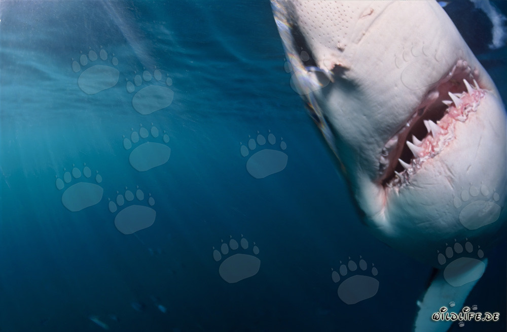 Impresionante tiburón blanco emerge de las oscuras aguas
