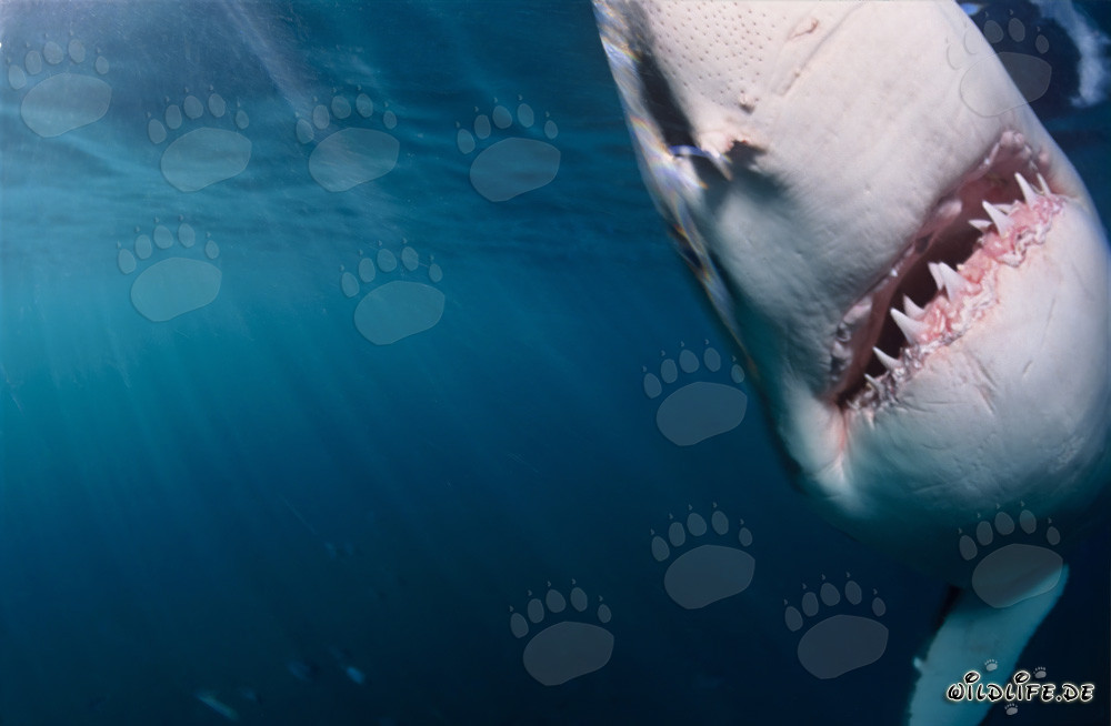 Imposanter Weißer Hai taucht aus dunklem Wasser auf