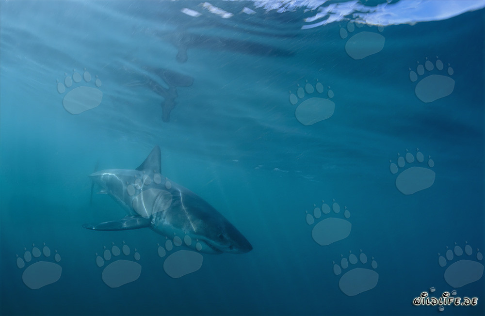 Baby Great White Shark off the coast of Gansbaai