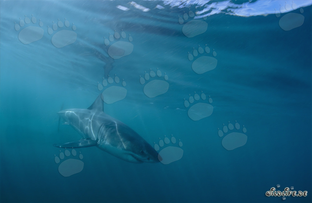 Jeune Requin Blanc près de la côte de Gansbaai