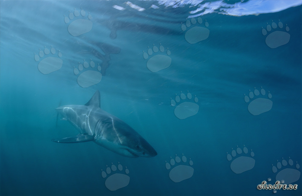 Pequeño Tiburón Blanco frente a la costa de Gansbaai