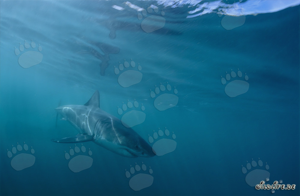 Piccolo Squalo Bianco al largo della costa di Gansbaai