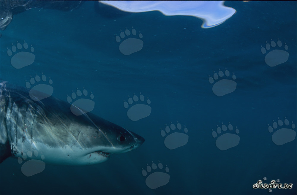 Retrato lateral de un majestuoso Gran Tiburón Blanco