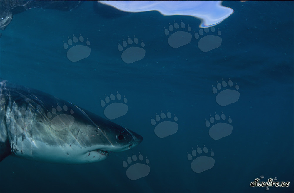 Portrait de côté d'un majestueux Grand Requin Blanc
