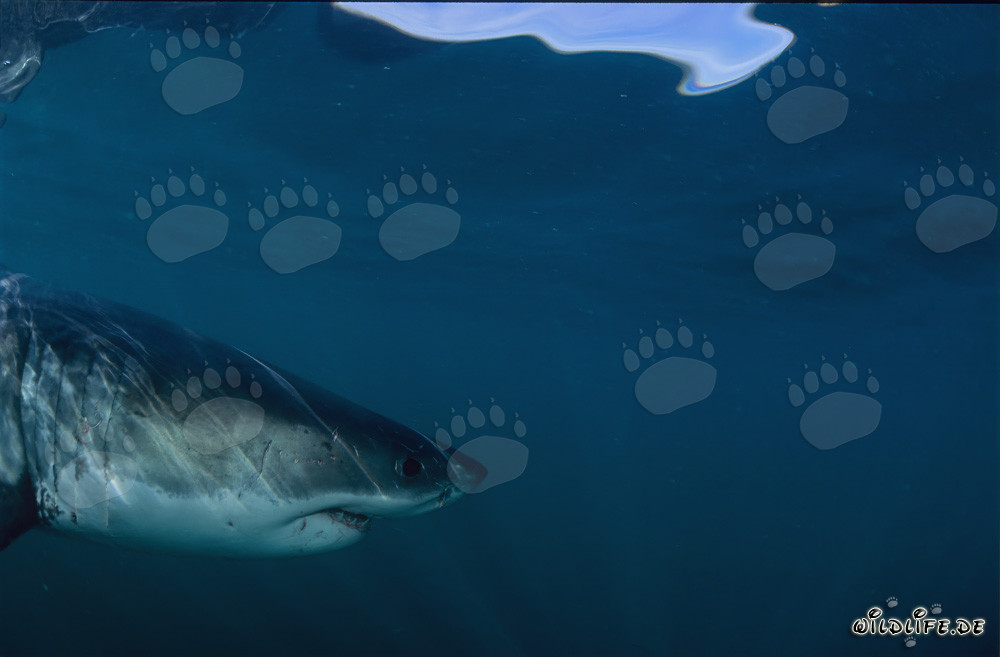 Profile Portrait of a Majestic Great White Shark (Carcharodon carcharias)