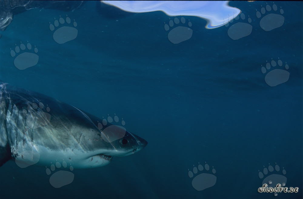 Seitliches Kopfporträt eines majestätischen Weißen Hais