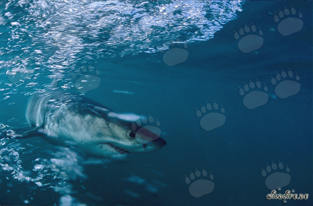 Grand requin blanc majestueux au large de la côte sud-africaine