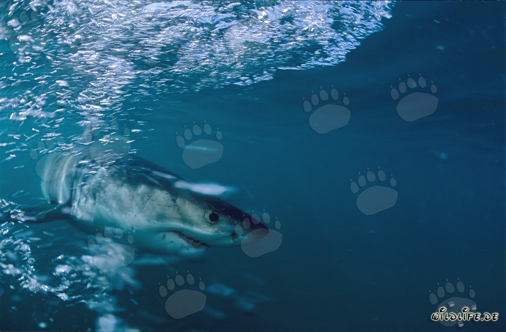 Majestic Great White Shark off the Coast of South Africa