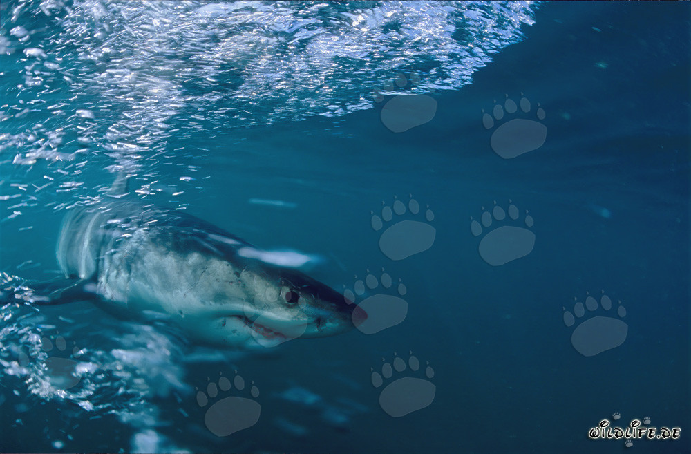 Majestuoso tiburón blanco frente a la costa de Sudáfrica