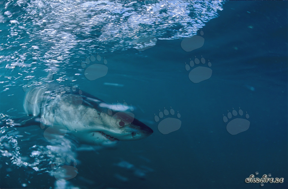 Majestätischer Weißer Hai vor der Küste Südafrikas
