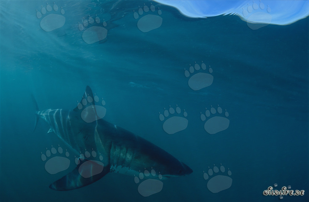 Predatore affascinante: impressionante Grande Squalo Bianco