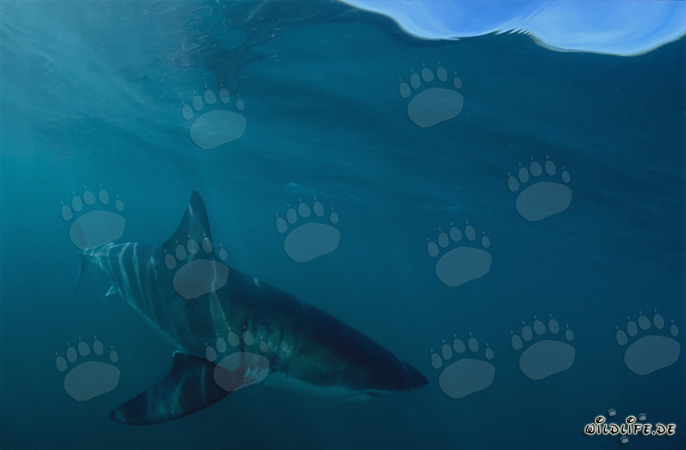 Prédateur fascinant : impressionnant Grand Requin Blanc