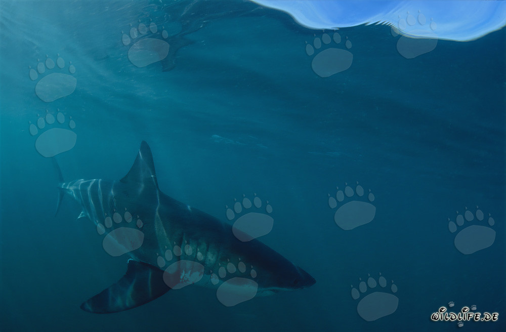 Depredador fascinante: Impresionante Gran Tiburón Blanco