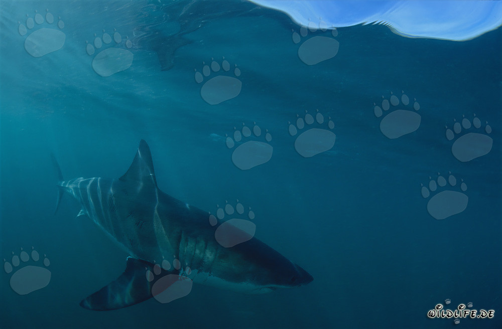 Fascinating Predator: Impressive Great White Shark