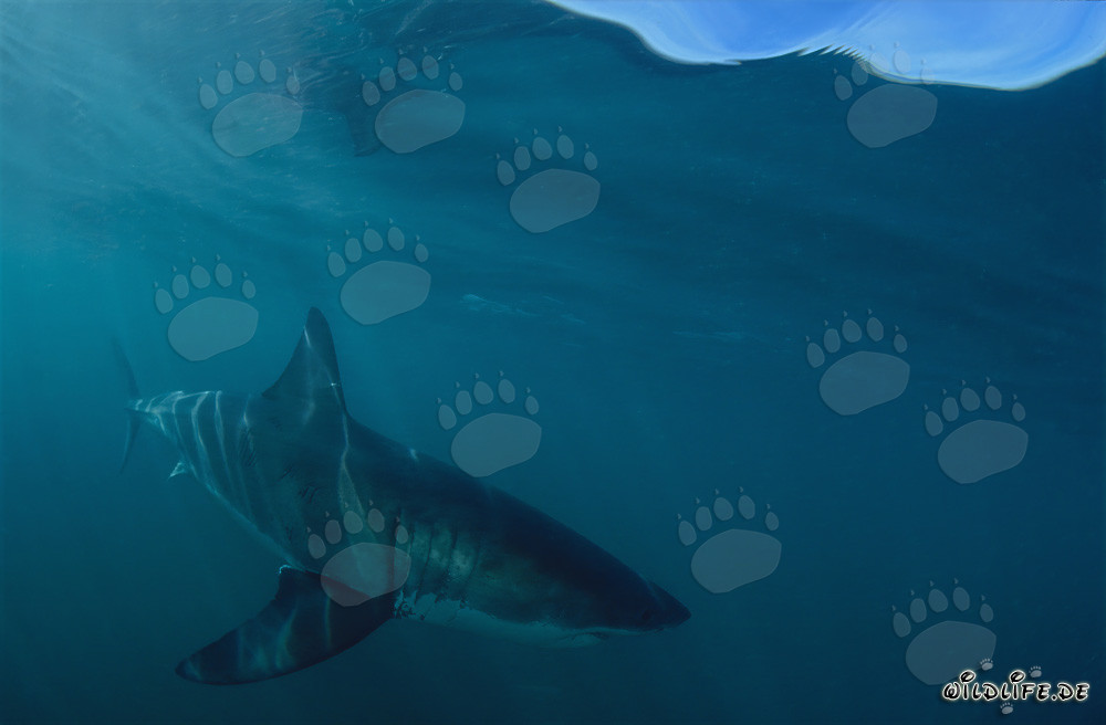Faszinierendes Raubtier: Beeindruckender Weißer Hai